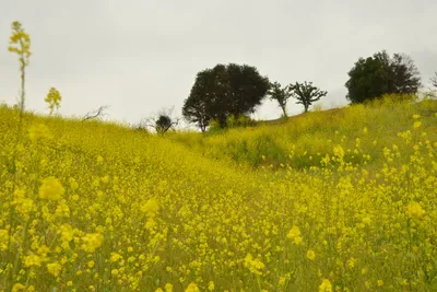 DSC_6266 (Large).JPG